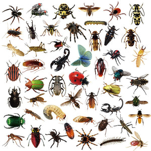 Nature Insect Funny Stickers